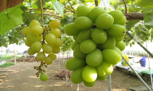 Nho mẫu đơn xanh được chia thành 3 loại, tùy vào tháng mà có loại có trước hay sau theo mùa. Ảnh: Fc2.