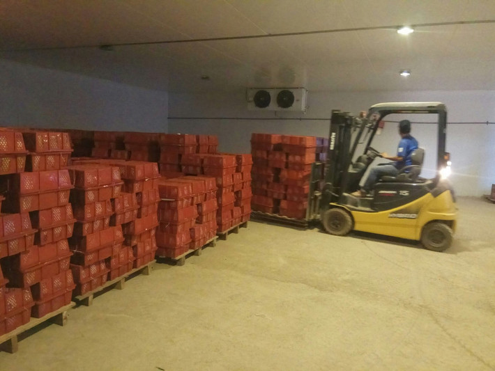 ...và chuẩn bị cho xuất khẩu. Nguồn ảnh: HAGL Group.