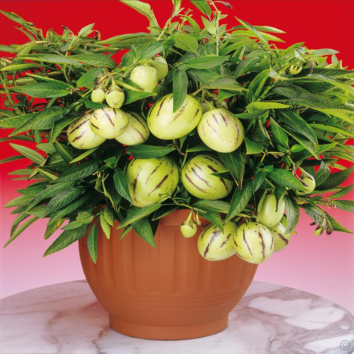 Khi chín, quả màu vàng sọc tím. Ảnh: Gardens4You.