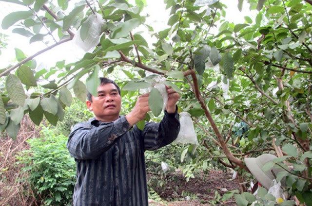 Vài năm trở lại đây, ổi lê Đài Loan trở thành loại cây ăn quả giúp người dân Hưng Yên làm giàu dễ dàng. Ảnh: Baohungyen.