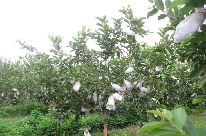 Quả ổi to, ít hạt, trọng lượng quả trung bình 3 - 4 lạng/quả. Ảnh: Baohungyen.