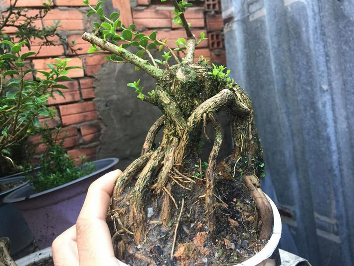 Bonsai sam hương với bộ rễ rêu phong. Ảnh: Facebook.