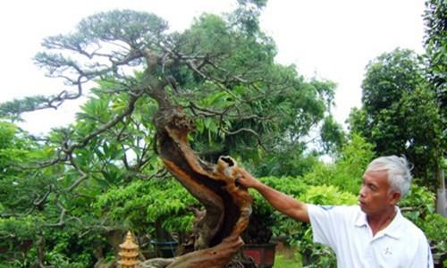 Cây phi lao của ông Ngọc có dáng cong cong hình chữ S, hình "Bản đồ Việt Nam" .