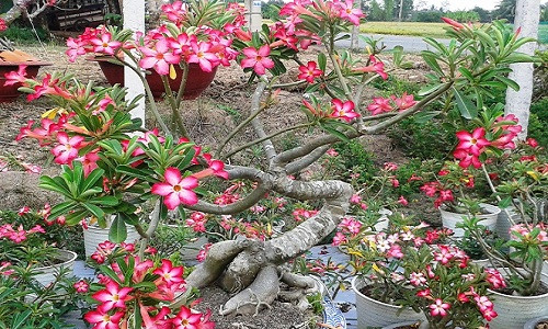 Chậu bonsai hoa sứ đầu rồng mình rắn, đầu rồng có vây tỏa ra chia bộ ba rất đều đặn. Ảnh: Vuonsulongan.