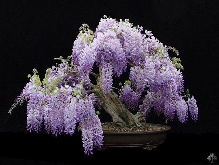 Hoa tử đằng là leo thân gỗ nên có thể được trồng làm cây cảnh bonsai đẹp mắt. Ảnh: Bonsaiempire.