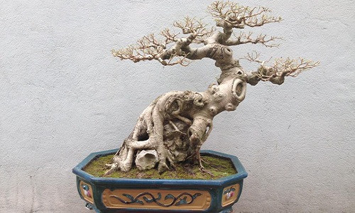 Bonsai sanh bám đá siêu độc khiến dân mạng phát sốt.
