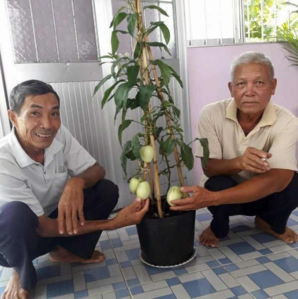 Năm nay, dưa hấu tí hon được các nghệ nhân chăm sóc, đưa lên thành cây cảnh độc đáo chưng Tết. Ảnh: Dân Việt.