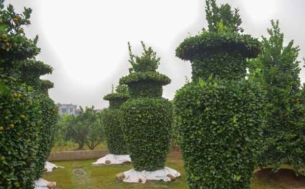Cây quất lục bình cao gần 3 mét, đường kính thân 1,2m, hình dáng cân đối. Ảnh: Tổ quốc.