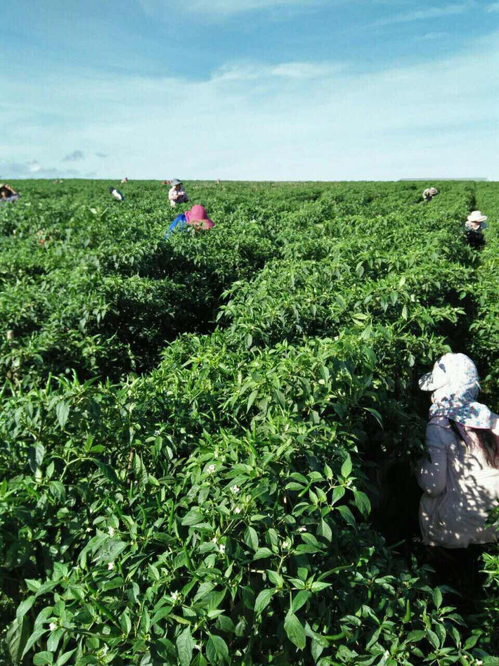Trong năm 2017, sản lượng ớt dự kiến của Hoàng Anh Gia Lai là 525 tấn, đạt doanh thu 21 tỷ đồng.