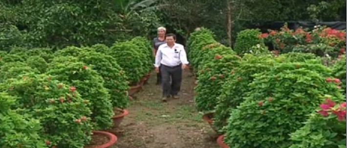 Làng hoa giấy Phú Sơn đã có truyền thống 30 năm tuổi. Ảnh: THBT.