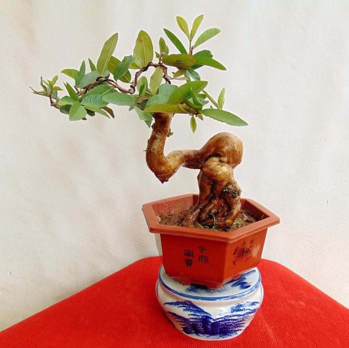 Bên cạnh những cây cổ thụ, năm nay, thị trường xuất hiện khá nhiều chậu bonsai ổi mini.