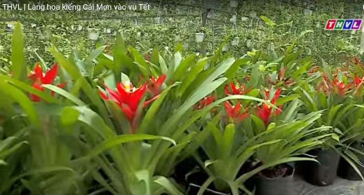 Các loại hoa treo đã có nhiều đơn đặt hàng. Ảnh: THVL.