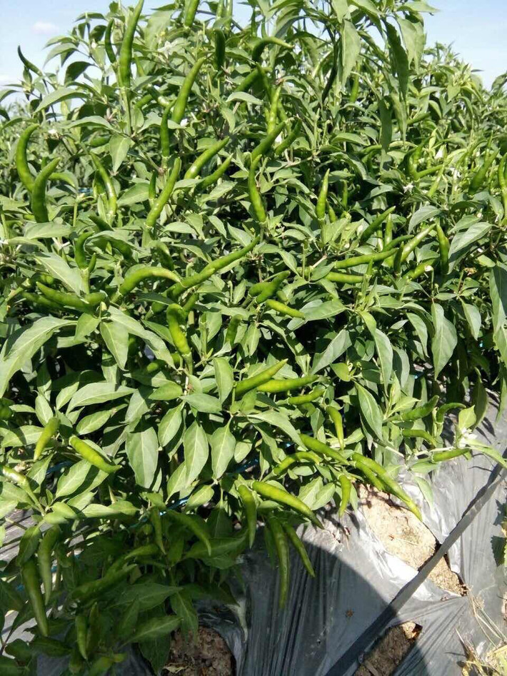 Sang năm 2018, sản lượng ớt sẽ tăng lên 27.075 tấn cho doanh thu dự kiến 1.083 tỷ đồng.