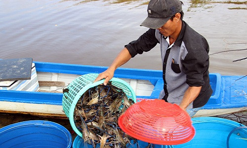 Chỉ trong một năm, diện tích nuôi tôm càng xanh trên ruộng lúa của huyện Thới Bình (Cà Mau) tăng lên 4.000 ha so với năm 2016, lên gần 12.000 ha. Ảnh: Dân Việt.