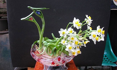 Khi củ hoa thủy tiên cho rễ dài đều 4-7cm, lá bắt đầu vươn, tiến hành tách từng củ thủy tiên đưa vào chậu, lọ thủy tinh. Ảnh: KH&PT.