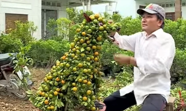 Trong khi đó, người dân làng hoa kiểng Cái Mơn (Bến Tre) cũng tạo ra quất kiểng hình chó lạ mắt. Ảnh: THVL.