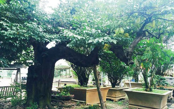 Tết 2016, một đại gia Hà thành bỏ ra hơn 800 triệu đồng để mua một cây khế cổ thụ gần 100 năm tuổi chơi Tết. Ảnh: VOV.