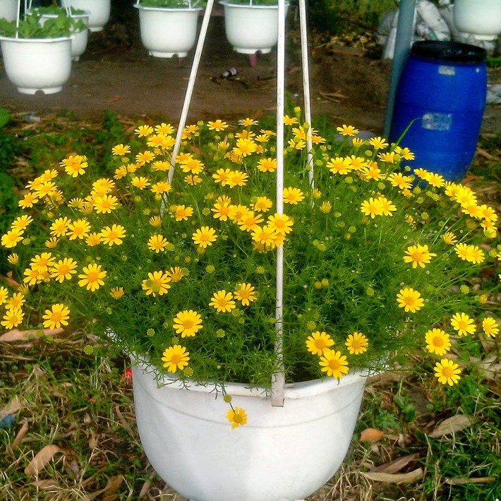 Đất này vừa tạo độ ẩm cần thiết để ươm mầm vừa thoáng khí để thoát nước hay chất thải. Ảnh: Caycanhgiaphat.