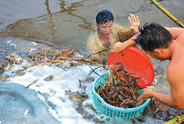 Để tránh tình trạng mất giá, lãnh đạo các huyện khuyến cáo người dân hạn chế thu mua ồ ạt vào thời điểm cao điểm. Ảnh: Đất Mũi Online.