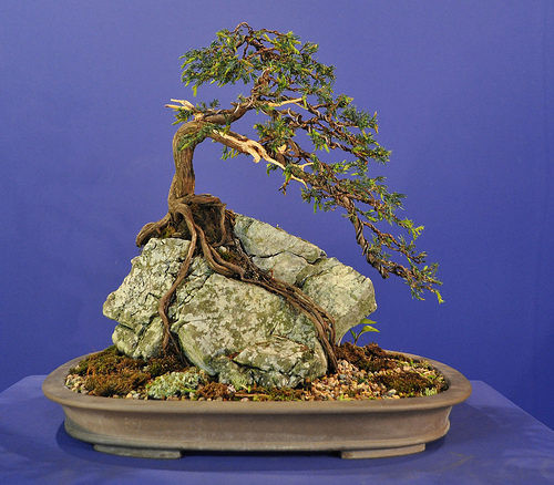 Bonsai với phong cách rễ cây bám đá đòi hỏi các nghệ nhân phải hết sức khéo léo cũng như có chút am hiểu về sinh – thực vật học. Ảnh: Caycanhbacninh.