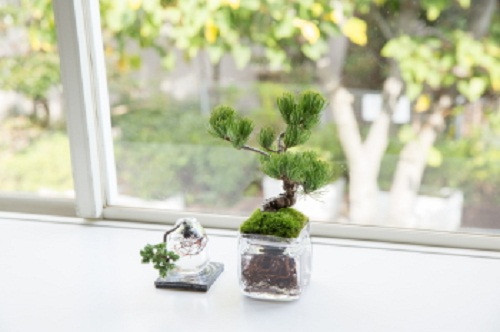 Đặt gần cửa sổ, có nhiều ánh sáng, aqua bonsai sẽ phát triển xanh tươi. Ảnh: Aquabonsai.