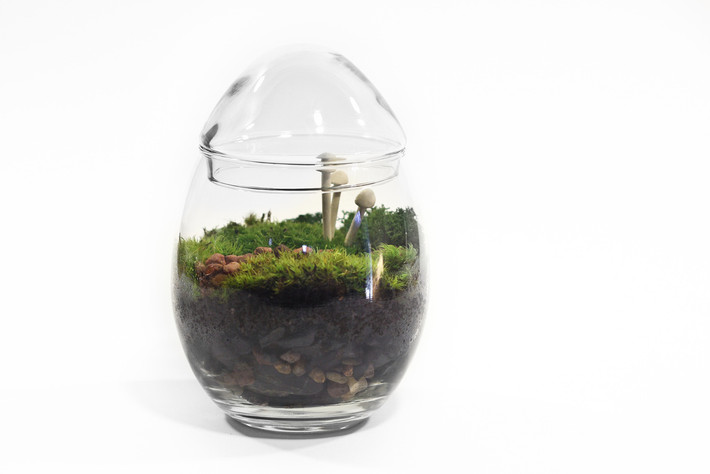 Dưới bàn tay khéo của nghệ nhân, tiểu cảnh Terrarium được biến hóa thành hàng loạt bonsai hình quả trứng độc đáo. Ảnh: Printest.