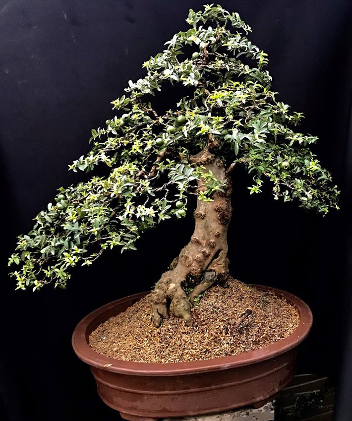 Ổi lá nhỏ, gốc xù xì đã ra quả đẹp mắt.
