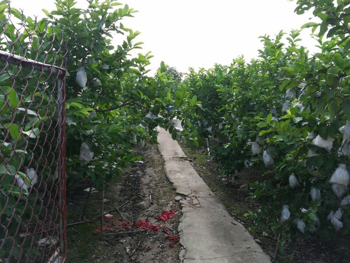 Ổi lê được trồng nhiều tại huyện Văn Giang, Yên Mỹ. Ảnh: FB Ôi lê Hưng Yên.