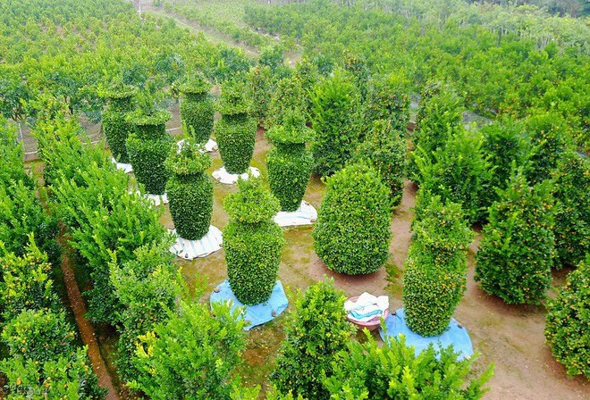 Quất cảnh lục bình khổng lồ đang gây sốt thị trường bởi kiểu dáng mới lạ. Ảnh: Tổ quốc.