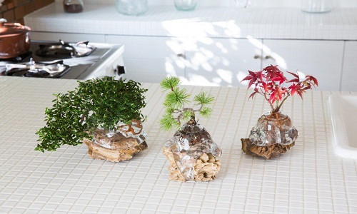 Nếu như bonsai thông thường sống trong điều kiện đất, đá thì aqua bonsai chỉ cần đến nước. Ảnh: Bonsai Empire.