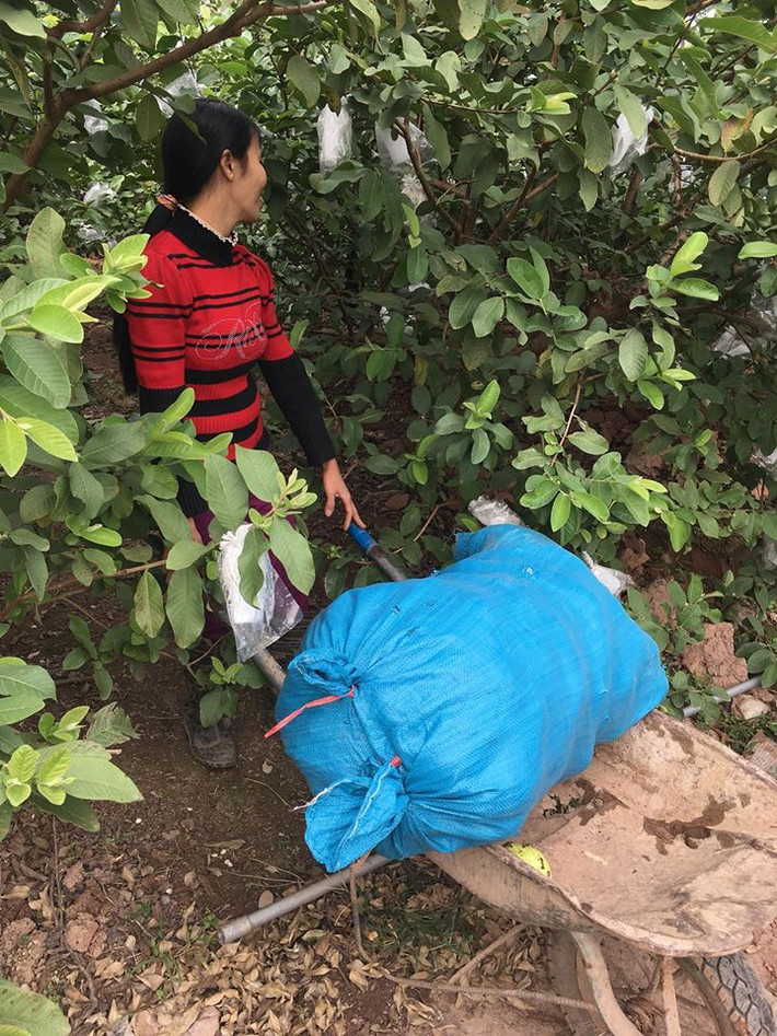 Ổi lê dễ thích nghi với môi trường và thường cho quả quanh năm. Ảnh: FB Ôi lê Hưng Yên.