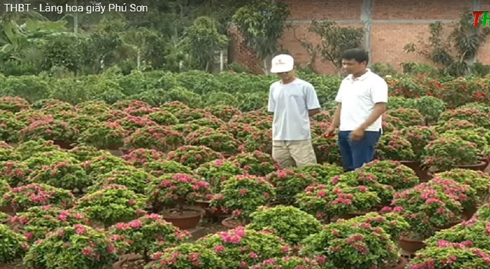 Tết Nguyến đán năm 2018 tới, toàn xã cung ứng cho thị trường khoảng 700.000 chậu hoa giấy, giảm hơn 300.000 chậu so với Tết Nguyên đán năm 2017. Ảnh: THBT.