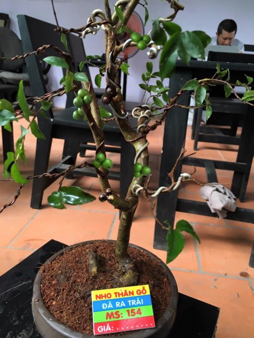 Với hình dáng kỳ lạ, bắt mắt, năm nay nhiều nhà vườn ra mắt nho thân gỗ bonsai mini phục vụ nhu cầu chơi cây cảnh dịp Tết Nguyên đán. Ảnh: Nhavuonkhanhvo.