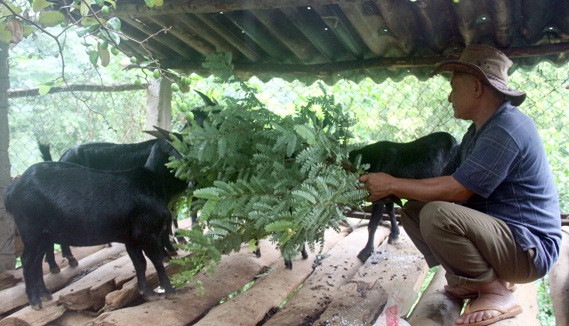 Bên cạnh bò, trang trại của ông còn có vài chục con dê. Với giá bán 12,5 nghìn đồng/kg hơi, dê mang lại nguồn thu nhập hàng chục triệu đồng cho gia đình mỗi lứa. Ảnh: Báo Nghệ An.