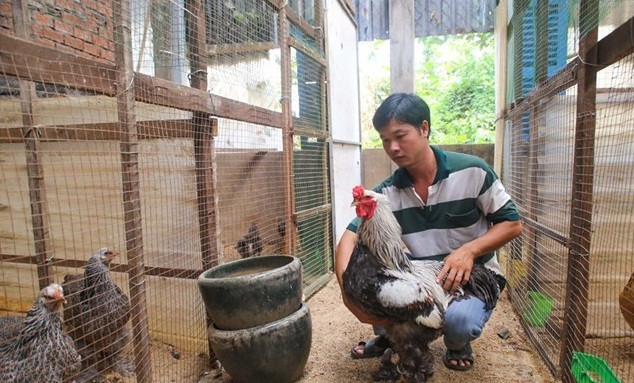 Gà kỳ lân lông càng đẹp, óng mượt thì càng có giá cao. Trung bình gà con 1 - 3 tháng tuổi cũng được bán vài triệu đồng. Gà trưởng thành giá từ 20 - 30 triệu đồng. Ảnh: Infonet.