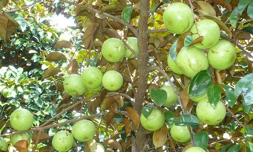 Cây vú sữa trồng từ nhánh chiết. Nếu được chăm sóc tốt sẽ cho trái sau 3 năm. Từ năm thứ 5 trở đi, cây vú sữa bắt đầu cho trái ổn định và đi vào giai đoạn kinh doanh. Ảnh: Nghenong.