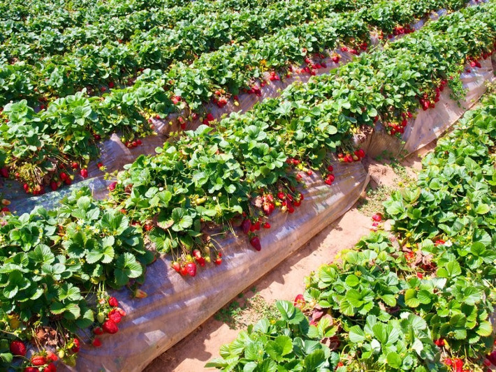 Trên các luống dâu, lủng lẳng, chi chít những quả dâu to đều trông thích mắt. Ảnh: Igardenplanting.