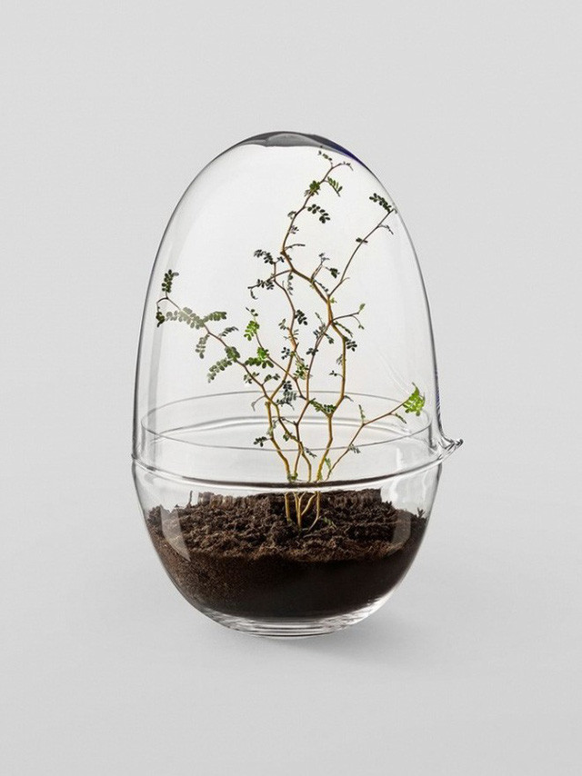 Không hoa nhưng bonsai này vẫn đủ sức gây thương nhớ bất kỳ ai. Ảnh: Gardenista.