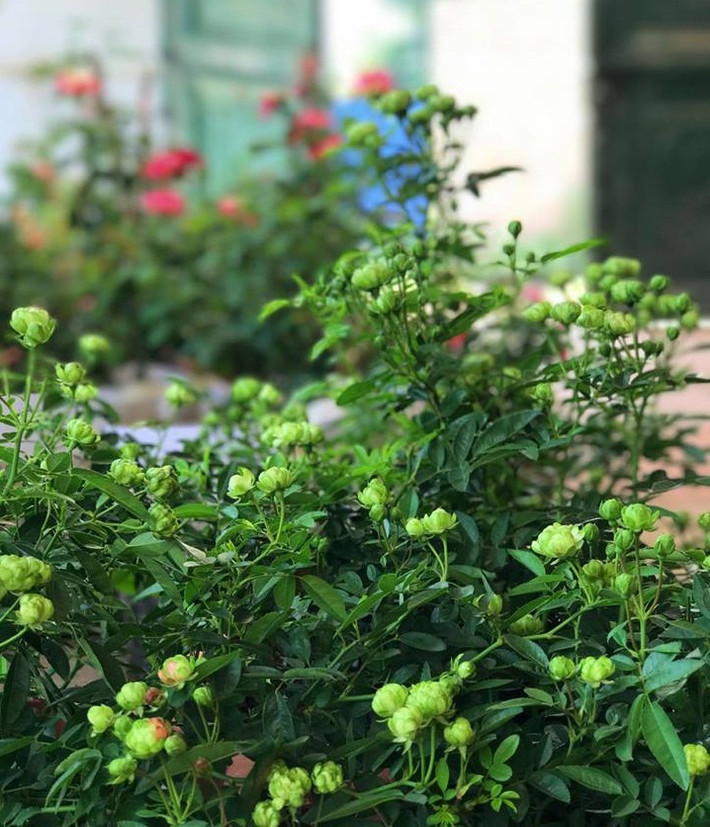 Cây hoa hồng xanh có thể ghép mắt với các cây hồng bản địa, và vẫn giữ được phom dáng như khi trồng bụi. Ảnh: Linhtrangrose.