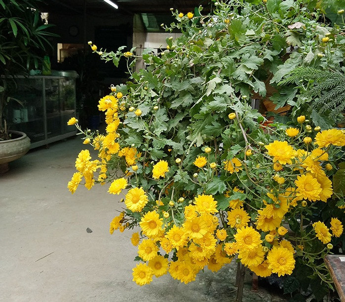 Cúc rủ rất khỏe, sai hoa và nở liên tục bắt đầu từ đầu thu cho đến tận mùa xuân. Ảnh: Hongcaycanh.