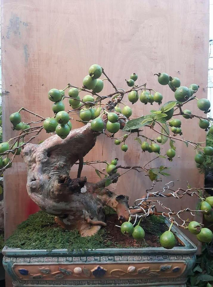 Gốc ổi bonsai quả chi chít từ gốc tới ngọn.