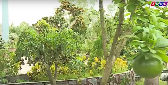 Nắm bắt thị hiếu của người tiêu dùng, các nghệ nhân trong làng hoa kiểng Cái Mơn tập trung sản xuất nhiều bonsai cây ăn trái như cóc, đào tiên, khế, me...Ảnh: THVL.