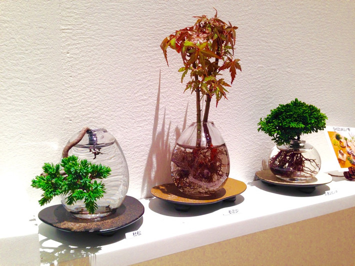 Đặt ở bất cứ góc nào, aqua bonsai cũng mang đến vẻ đẹp tinh tế cho ngôi nhà. Ảnh: Aquabonsai.