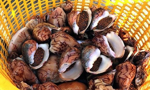 Xuất hiện nhiều ở vùng biển phía Tây Tổ quốc, ốc hoàng đế (còn được gọi là ốc giác, ốc gáo) là sản vật gắn liền với đời sống của ngư dân suốt bao đời nay. (Ảnh: GD&TĐ)