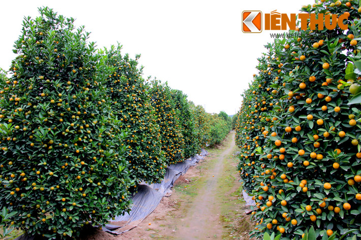 Bên cạnh loạt quất bình tiền triệu, những vườn quất "khủng" tại Hà Nội cũng đã bắt đầu nhận khách thuê, mua cây từ rất sớm. Giá trung bình của quất cảnh dao động từ 2 - 10 triệu đồng.