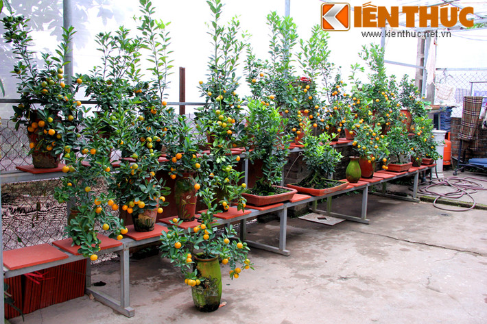 Đối với người chơi quất cảnh, quất phải chọn cây hợp với tuổi và phong thuỷ nhà mới quý càng thêm quý. Các dáng - thế - cách như tam đa, ngũ phúc, tứ quý vì cầu kỳ công tạo hình, chăm sóc nên mới có giá đắt hơn.