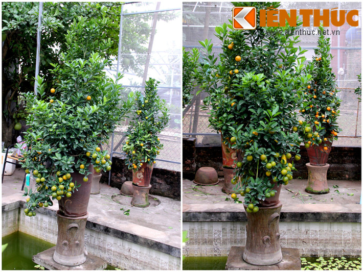 Hình ảnh một chậu quất bình được rao bán với giá 9 triệu đồng.