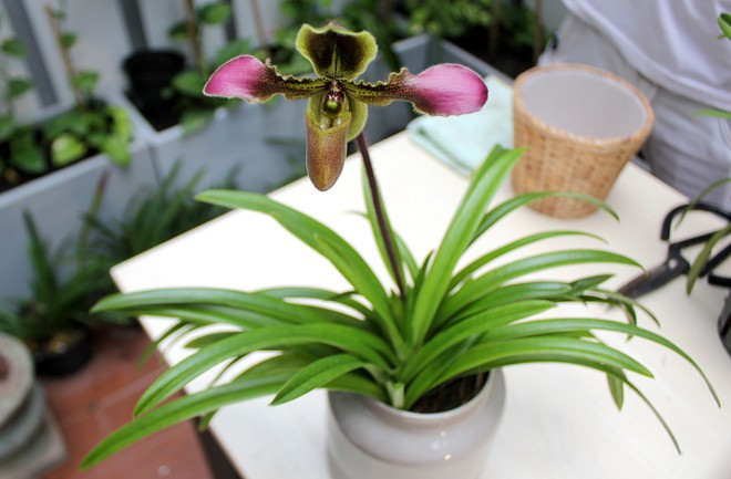 Lan hài có cánh hoa rất to 8 – 10cm, mỗi chậu hoa thường gây ấn tượng mạnh vì bông có hình hài và màu sắc lạ.