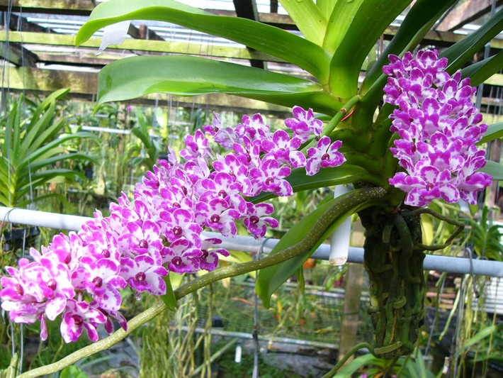 Lan Rừng có nhiều loại, từ dòng Giáng Hương đến Ngọc Điểm (Nghinh Xuân), Giả Hạt (Trầm), Lan Hài… Chúng có sức sống mạnh mẽ và thường nở hoa nhiều vào dịp tết.