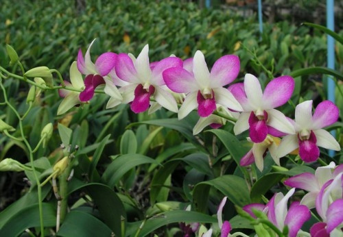 Lan dendro thường dùng trang trí sân vườn, ban công hoặc làm quà tặng. Chúng thích hợp với nhiệt độ từ 16 - 32 độ C.